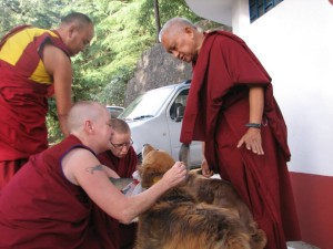 Lama Zopa Rinpoche blesses Tushita's dogs, May 25, 2013. Photo courtesy of Tushita Meditation Centre via Facebook.