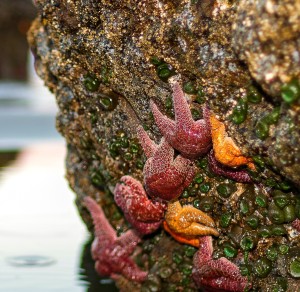 “Starfish on Oregon Coast,” based on a photo by Ivan McClellan; Flickr Creative Commons Attribution