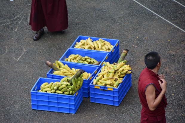 The Sera Je Food Fund offers nutritious foods, like bananas, to 2,500 monks at Sera Je Monastery. Photo courtesy of Sera Je Food Fund.