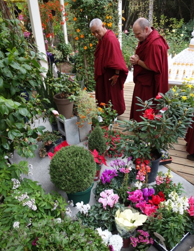 Rinpoche in after a trip to the local garden shop directing where the flowers go in the gardens of Kachoe Dechen Ling to be beautiful offerings to all the gurus, buddhas and bodhisattvas and holy beings! Aptos, California, November 17, 2013. Photo by Ven.Roger Kunsang.