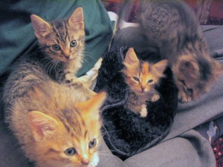 Kittens at a foster home, awaiting a new, permanent home
