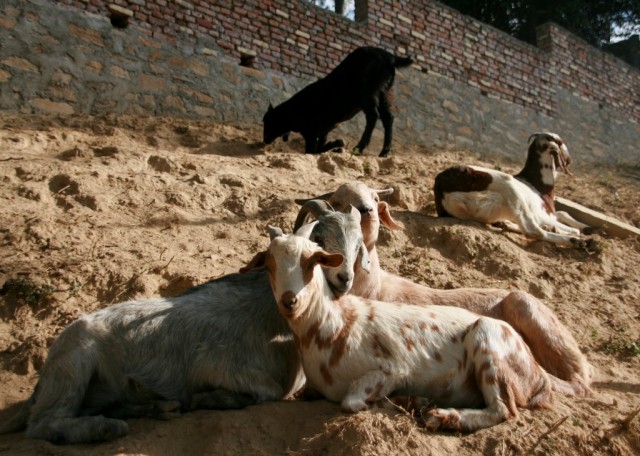 Rescued goats at Animal Liberation Sanctuary, Kopan Monastery, Nepal, November 2010