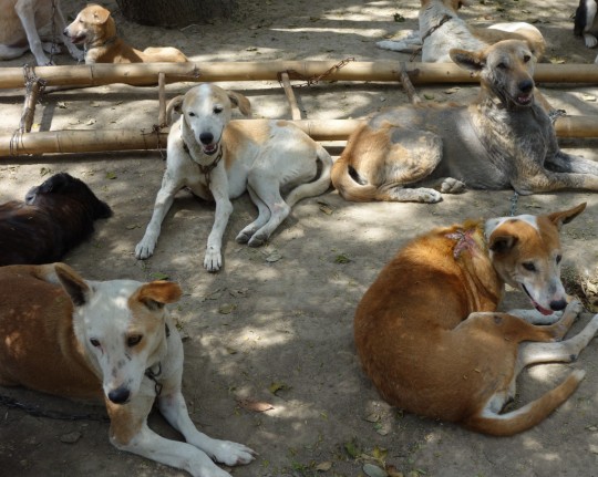 Dogs at MAITRI, Bodhgaya, India, March 2014. Photo by Ven. Roger Kunsang.