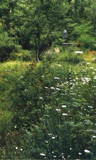 Daisies, iris, blackberries and peach in Emily Paynter's garden. Photo by Emily Paynter.