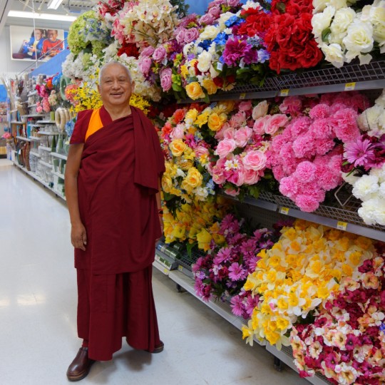 Lama Zopa Rinpoche shopping for flowers for offerings, Washington, US, April 2014. Photo by Ven. Roger Kunsang.