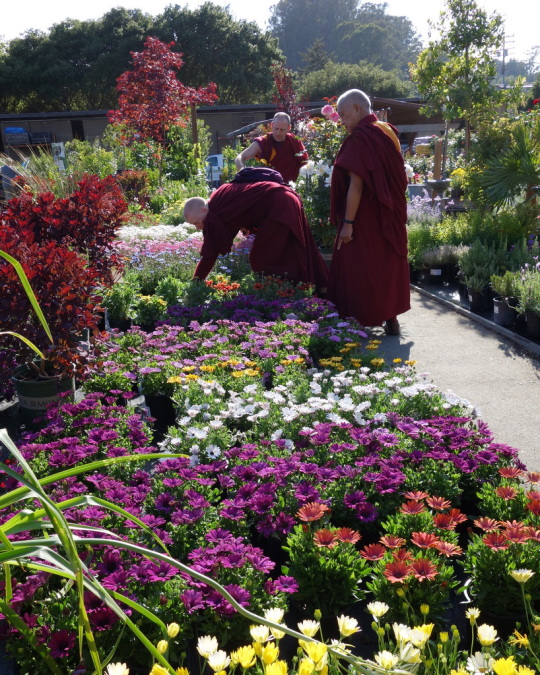 Rinpoche shopping for flowers for offering at Kachoe Dechen Ling, Aptos, California, May 2014. Photo by Ven. Roger Kunsang.