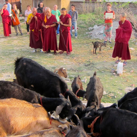 Lama Zopa Rinpoche blessing rescued goats, Bodhgaya, India, March 2014. Photo by Ven. Sarah Thresher.