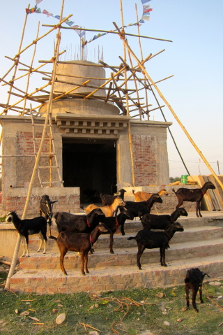Root Institute has more than 20 goats that it cares for on its new stupa land, Bodhgaya, India, March 2014. Photo by Ven. Sarah Thresher. 