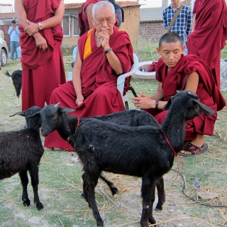 Lama Zopa Rinpoche blessing rescued goats, Bodhgaya, India, March 2014. Photo by Ven. Sarah Thresher.