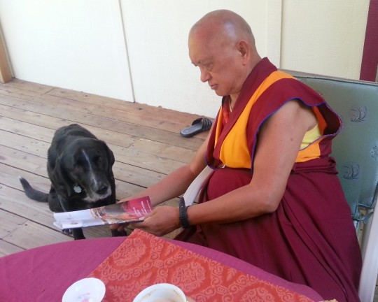 Even Rinpoche's dog Uma enjoys checking out the new issue of Mandala, Kachoe Dechen Ling, California, US, June 2014. Photo by Ven. Holly Ansett.
