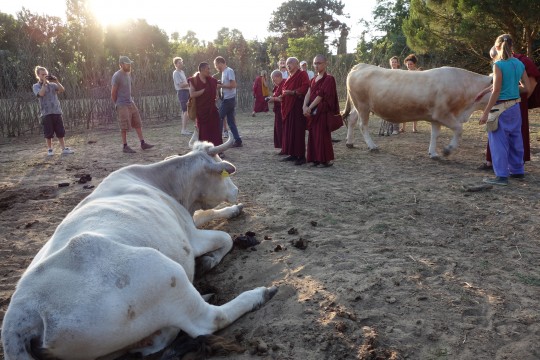 Lama Zopa Rinpoche blessing animals at the Fattoria della Pace Ippoasi, an animal sanctuary run by young vegans near ILTK, Italy, June 2014. Photo by Ven. Roger Kunsang.