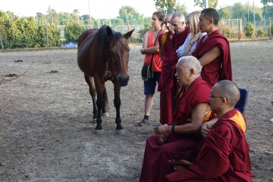 Lama Zopa Rinpoche spent three hours at the animal sanctuary, blessing the animals, which had been rescued from slaughter, and explaining how to help the animals from the spiritual side, Fattoria della Pace Ippoasi, Italy, June 2014. Photo by Ven. Roger.