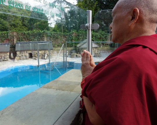 Lama Zopa Rinpoche blessing the penguins at the gardens of Harewood House, Leeds, UK, July 2014. Photo by Ven. Roger Kunsang.
