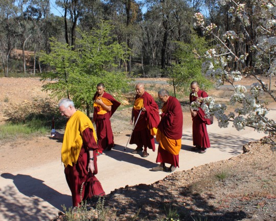 Lama Zopa Rinpoche walking to the Great Stupa of Universal Compassion with Khen Rinpche Geshe Chonyi and Vens. Roger Kunsang, Sangpo and Sherab, Australia, September 19, 2014. Photo by Laura Miller.