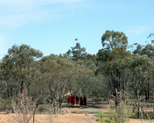 Lama Zopa Rinpoche following the path from the Great Stupa of Universal Compassion to Thubten Shedrup Ling, Victoria, Australia, September 14, 2014. Photo by Laura Miller.