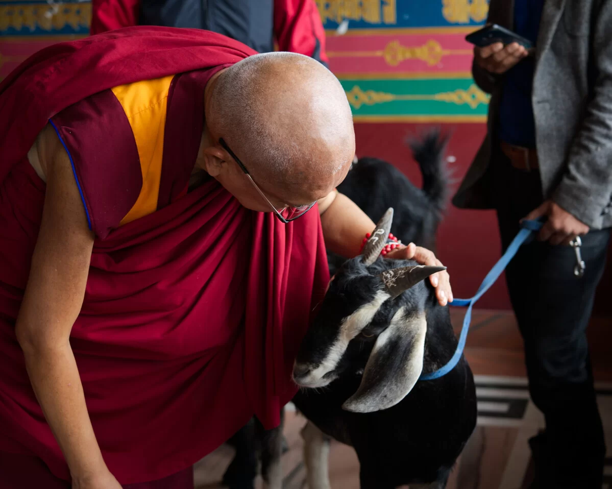 https://fpmt.org/wp-content/webp-express/webp-images/uploads/teachers/zopa/obituary/82-Rinpoche-would-save-animals-from-slaughter.jpg.webp